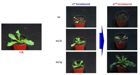 Enhancement efficacy of KRA16-334 culture broth filtrate by second followed-by treatment to Lactuca scariola in a greenhouse condition. The representative pictures were taken 14 days after foliar application