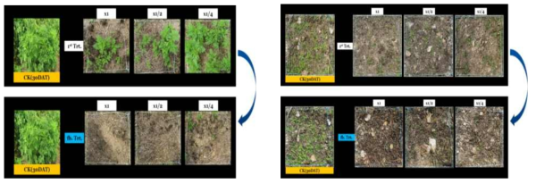 Enhancement efficacy of N-29 culture broth filtrate by second followed-by treatment to Ambrosia artemisiifolia(left) and Hypochaeris radicata(right) in field condition. The representative pictures were taken 30 days after foliar application