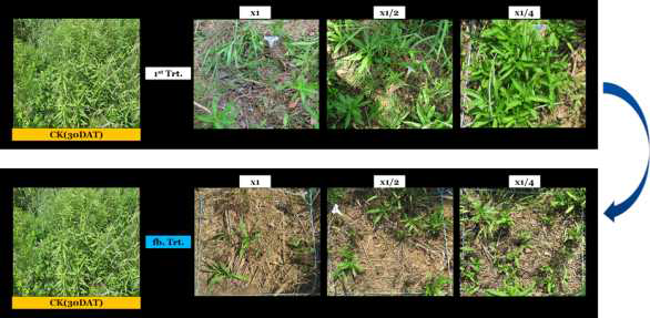 Enhancement efficacy of N-29 culture broth filtrate by second followed-by treatment to Solidago altissima in field condition. The representative pictures were taken 30 days after foliar application