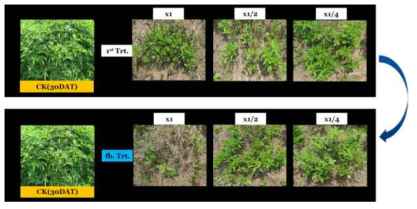 Enhancement efficacy of N-29 culture broth filtrate by second followed-by treatment to Ambrosia trifida in field condition. The representative pictures were taken 30 days after foliar application