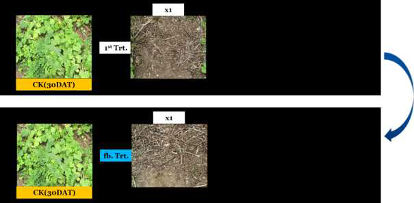 Enhancement efficacy of N-29 culture broth filtrate by second followed-by treatment to Sicyos angulatus in field condition. The representative pictures were taken 30 days after foliar application