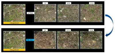 Enhancement efficacy of KRA16-334 culture broth filtrate by second followed-by treatment to Hypochaeris radicata in field condition. The representative pictures were taken 30 days after foliar application