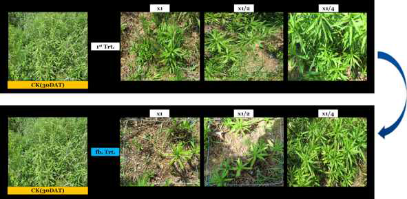 Enhancement efficacy of KRA16-334 culture broth filtrate by second followed-by treatment to Solidago altissima in field condition. The representative pictures were taken 30 days after foliar application