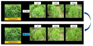 Enhancement efficacy of KRA16-334 culture broth filtrate by second followed-by treatment to Ambrosia trifida in field condition. The representative pictures were taken 30 days after foliar application