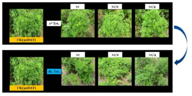 Enhancement efficacy of KRA16-334 culture broth filtrate by second followed-by treatment to Ambrosia artemisiifolia in field condition. The representative pictures were taken 30 days after foliar application