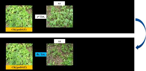 Enhancement efficacy of KRA16-334 culture broth filtrate by second followed-by treatment to Sicyos angulatus in field condition. The representative pictures were taken 30 days after foliar application