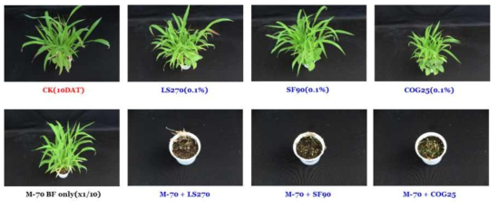 Herbicidal enhancement efficacy of M-70 broth filtrate by several adjuvants addition to Ditaria ciliaris and Solanum nigrum in a greenhouse condition. The representative pictures were taken 10 days after foliar application