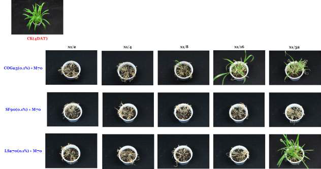 Herbicidal enhancement efficacy of M-70 culture broth filtrate by three adjuvants addition to Ditaria ciliaris in a greenhouse condition. The representative pictures were taken 4 days after foliar application