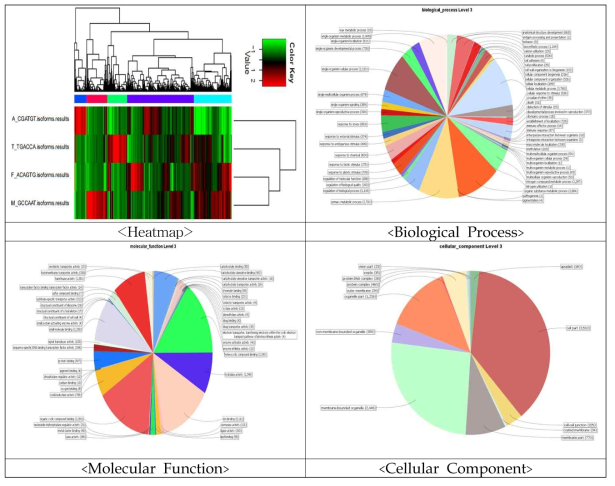 종자의 유전자 발현차이(Heatmap,Biological Process, Molecular Function, Cellular Component)