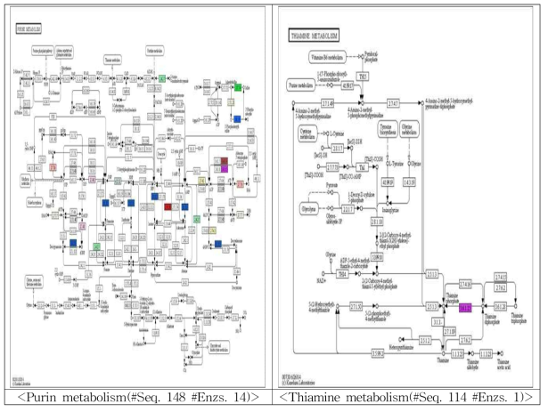 Kegg Pathway: Purin metabolism, Thiamine metabolism