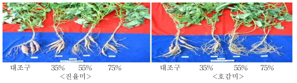 생육초기 차광정도에 따른 괴근 형성 비교(정식후 50일, 2018)