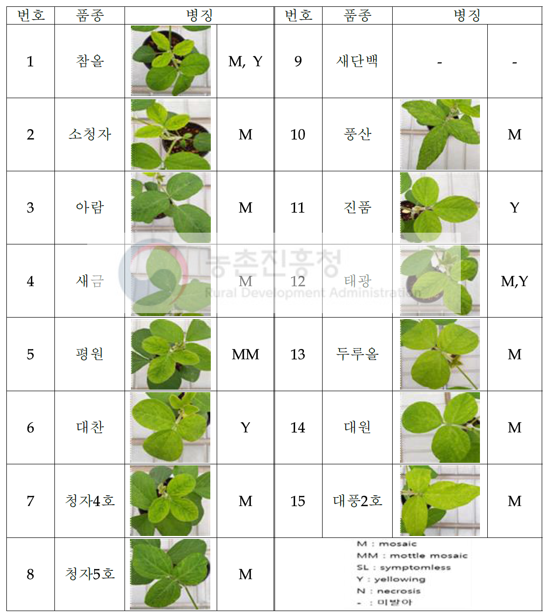 SYMMV 접종에 의한 병징 발현 양상