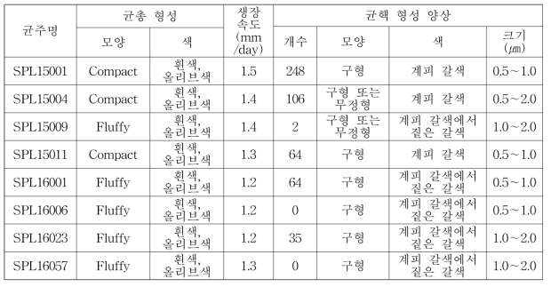 수집한 흰비단병 균주의 균학적 특성(’19)