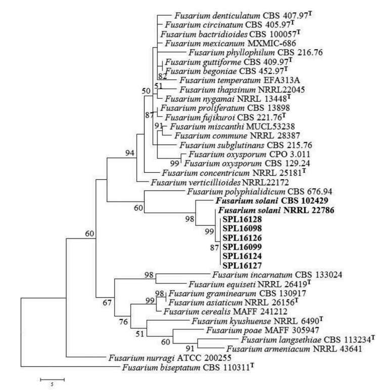 Fusarium solani 수집 균주의 계통수