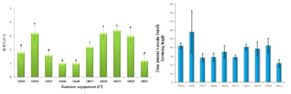 수집된 Fusarium oxysporum의 병원성 및 유관속 갈변 정도