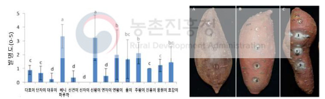 Fusarium solani 접종에 따른 품종별 병 심각도 및 괴근 병징