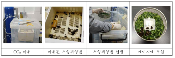 The process of the foliage residual toxicty test on bumblebees