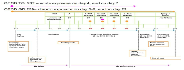 Schematic representation of the important steps of the larval acute and chronic toxicity test (D=day; RH=relative humidity). Adapted from OECD (2016)