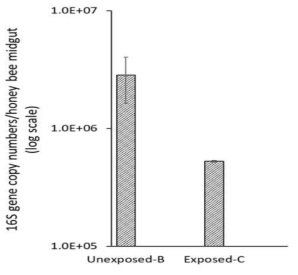 Average copy numbers of 16SrRNA gene per gut out of the unexposed and exposed honeybees to the pesticide of carbaryl