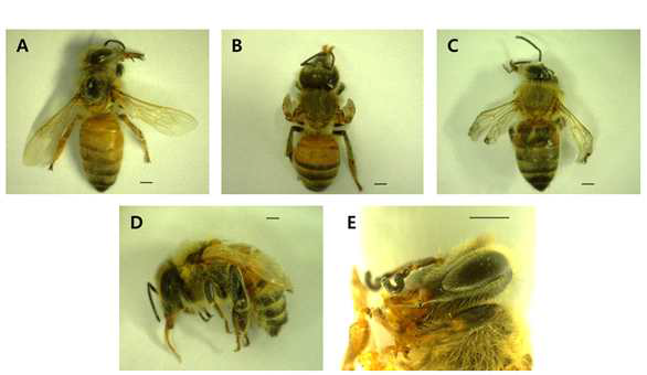 Observed symptoms of newly emerged adult bees. (A) Surviving normal (SN); (B) Deformed with short wings (DSW); (C) Deformed with tangled wings (DTW); (D) Abnormal abdomen shape (AAS); (E) Deformed antennae (DA). Scale bar = 1 mm