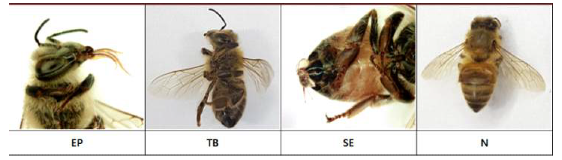 Observed symptoms of the honey bee exposed to dimethoate Extended proboscis (EP) : 주둥이(proboscis)를 길게 내밀고 죽은 경우, Twisted bodies (TB) : 머리와 몸통이 비틀어진 채로 죽은 경우, Sting in release out position and anus with excreta (SE) : 배설물과 벌침이 밖으로 나와 있는 경우,Normal (N) : 주둥이를 길게 내밀지 않고, 몸이 뒤틀리지 않고, 배설한 흔적이 없는 정상적인 경우