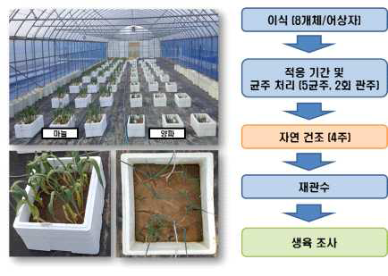 양파, 마늘 비닐하우스 실험 방법