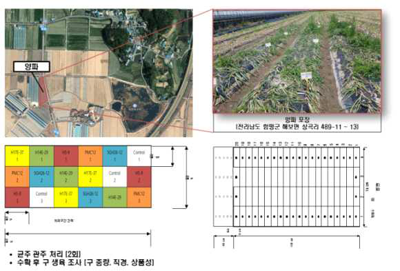 양파 포장 실험 위치 및 배치도
