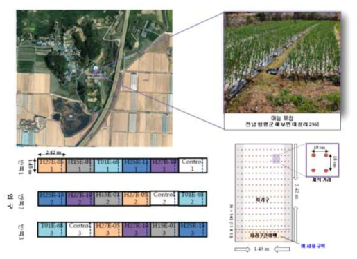 마늘 포장 실험 위치 및 배치도