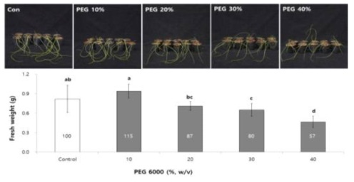 PEG 농도에 따른 양파 생체중의 변화