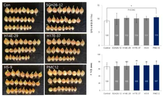 농가 포장실험에서 균주 처리별 수확량 및 직경