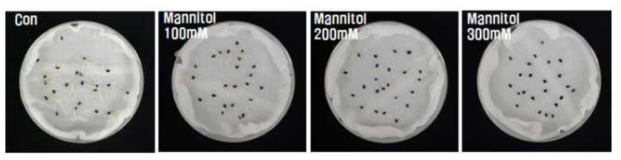 Mannitol 농도에 따른 양파 유묘 생육