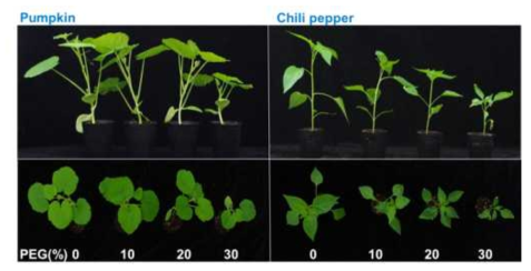 Picture of pumpkin and pepper plants drenched with various concentrations (0, 10, 20, 30%) of PEG