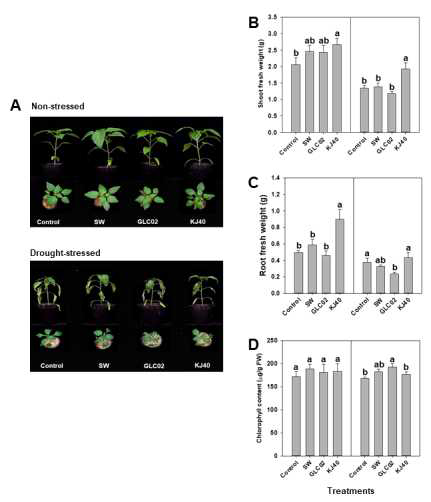 Pictures of pepper plants under non- and drought-stressed (A), root fresh weight (B), shoot fresh weight (C) and chlorophyll content (D) of pepper plants. Left column; non- stressed, right column; drought- stressed. Small letters on the bar mean statistical difference by LSD; error bars indicate standard errors