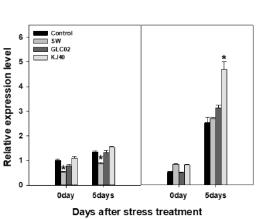 Relative level expression of NCED1 of chili pepper plants under non- and drought stressed. Relative level expression of NCED1 of chili pepper plants under non- and drought stressed. Left column; non- stressed, right column; drought-stressed. Asterisks on the bar mean statistical difference by Tukey’s test; error bars indicate standard errors