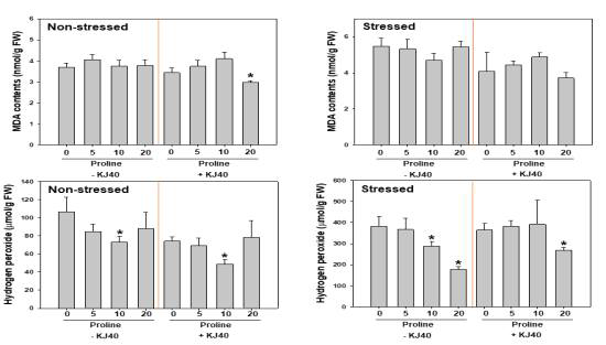 Effect of combination of proline and the selected strain KJ40 on malondialdehyde contents and production of hydrogen peroxide in pepper plants under drought-stressed or non-stressed condition. Asterisks on the bar mean statistical difference by LSD test; error bars indicate standard errors