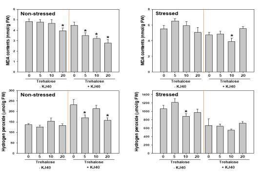 Effect of combination of trehalose and the selected strain KJ40 on malondialdehyde contents and production of hydrogen peroxide in pepper plants under drought-stressed or non-stressed condition. Asterisks on the bar mean statistical difference by LSD test; error bars indicate standard errors