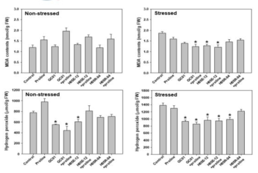 Effect of combination of proline and the selected strains on malondialdehyde contents and production of hydrogen peroxide in pumpkin plants under drought-stressed or non-stressed condition. Asterisks on the bar mean statistical difference by LSD test; error bars indicate standard errors
