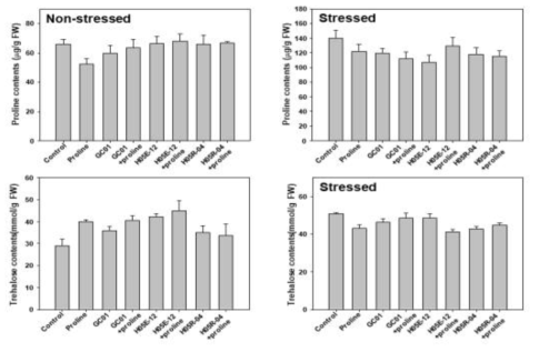 Effect of combination of proline and the selected strains on accumulation of proline and trehalose in pumpkin plants under drought-stressed or non-stressed condition. Asterisks on the bar mean statistical difference by LSD test; error bars indicate standard errors