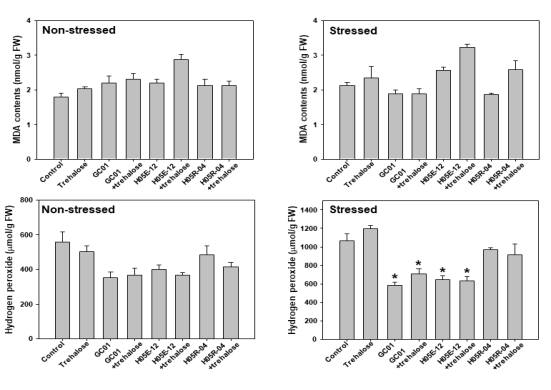 Effect of combination of trehalose and the selected strains on malondialdehyde contents and production of hydrogen peroxide in pumpkin plants under drought-stressed or non-stressed condition. Asterisks on the bar mean statistical difference by LSD test; error bars indicate standard errors