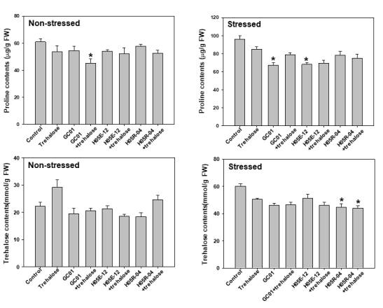 Effect of combination of trehalose and the selected strains on accumulation of proline and trehalose in pumpkin plants under drought-stressed or non-stressed condition. Asterisks on the bar mean statistical difference by LSD test; error bars indicate standard errors