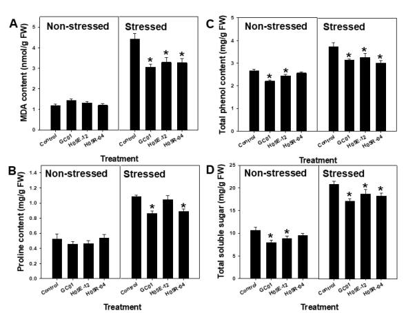 (A) Malondealdehyde(MDA) content (B) total phenol, (C) proline and (D) total soluble sugar contents of pumpkin plants treated with the selected strains under non- and drought stressed. Left column; non- stressed, right column; drought- stressed. Asterisks indicate significantly difference between treatments by LSD (P < 0.05); error bars indicate standard errors