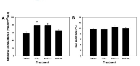 (A) Stomatal conductance and (B) soil moisture of pumpkin plants treated with the selected strains during drought-stressed. Asterisks indicate significantly difference between treatments by LSD (P < 0.05); error bars indicate standard errors