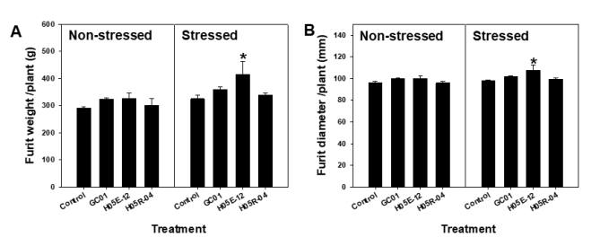 (A) Fruit weight and (B) diameter per pumpkin plants treated with the selected strains under non- and drought stressed. Left column; non- stressed, right column; drought- stressed. Asterisks indicate significantly difference between treatments by LSD (P < 0.05); error bars indicate standard errors