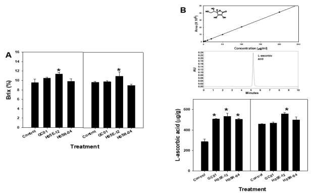 (A) Brix and (B) L-ascorbic acid content of harvested fruits in pumpkin plants treated with the selected strains under non- and drought stressed. Left column; non- stressed, right column; drought- stressed. Asterisks indicate significantly difference between treatments by LSD (P < 0.05); error bars indicate standard errors