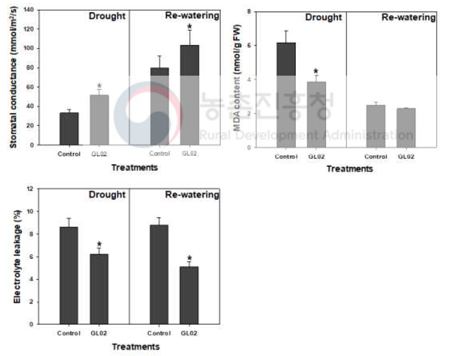 Stomatal conductance (A), MDA (B) and electrolyte leakage (C) of pepper plants treated with GL02 spore suspension. Drought stress by water deficit was challenged for 5 days and then 40 mL of water was drenched into each pot. Asterisks on the bar mean statistical difference by LSD; error bars indicate standard errors