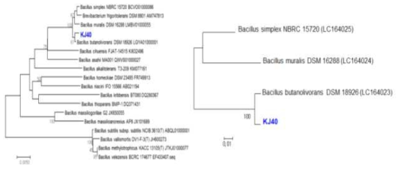 Phylogenetic tree of Bacillus sp. KJ40 inferred using the Neighbor-Joining method with 16S rRNA genes and gyrB genes