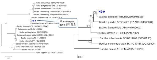 Phylogenetic tree of Bacillus sp. H5-9 inferred using the Neighbor-Joining method with 16S rRNA genes and gyrB genes * H5-9균주의 gyrB 유전자를 PCR했을 때 다른 염기서열이 분석되어 여러개를 cloning한 후 적절한 염기서열을 확인였으며 이를 이용하여 계통분석을 하였다