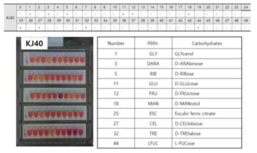 Carbon metabolic activity analysis of Bacillus KJ40 using API50CH kit