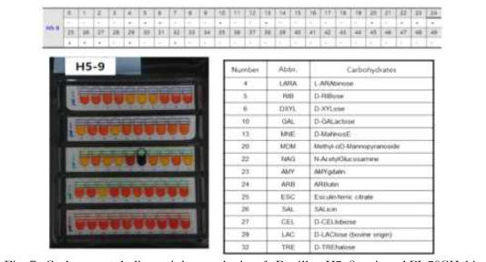 Carbon metabolic activity analysis of Bacillus H5-9 using API 50CH kit