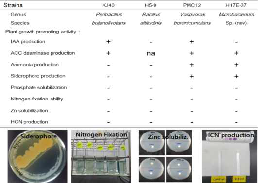 PGPR characterization list of strains selected in this study